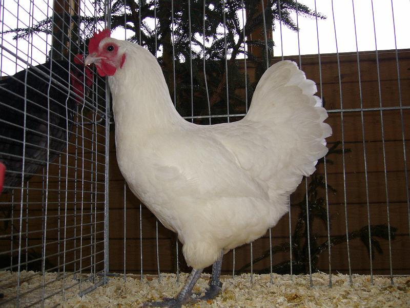 Kreisschau Coesfeld 2008 019.jpg - Australorps weiss von Matthias Wiedau Preis HV 96 E